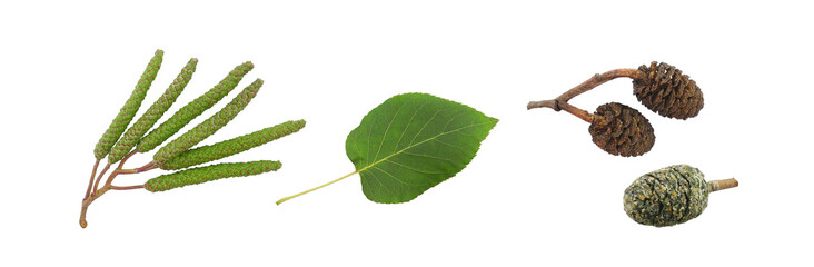 Alder leaf, male and female catkins isolated on white background 