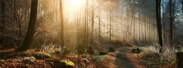 Magical golden winter sunbeams in a forest with hoarfrost. A landscape panorama with a path towards the light.