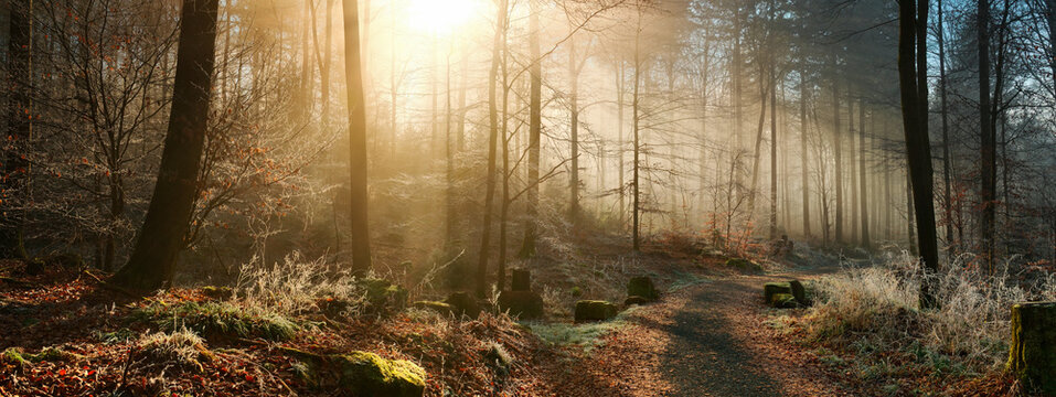 Magical golden winter sunbeams in a forest with hoarfrost. A landscape panorama with a path towards the light. - Powered by Adobe
