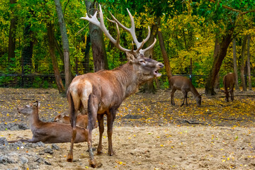 Red deer stag