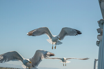 Seagull in flight over the sea in Greece.
