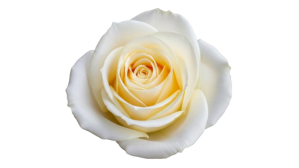 Ivory Rose Blossom on Transparent Background, PNG Image