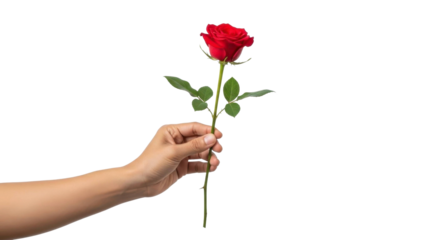 Red Rose Presented by Hand on Transparent Background PNG Image