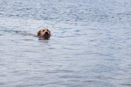 golden retriever swimming in the ocean, fetching a toy