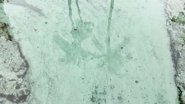 A giant sawfish swimming down off screen in a tropical lagoon reflection palm trees on the water.