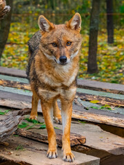 European golden jackals