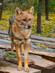 European golden jackals