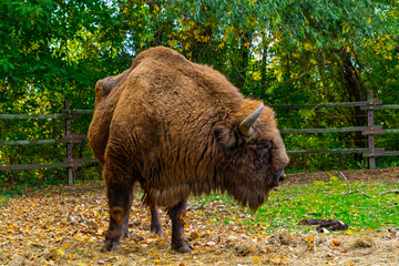 European bison in Autumn