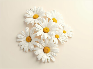 Fresh white daisies arranged beautifully on soft background