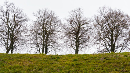 Leafless trees stand before a grass-covered hill on a cloudy day, creating a serene and muted landscape