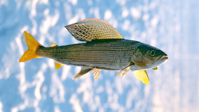 Arctic Grayling in Montana