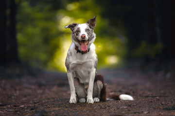 Red Merle Border Collie Sitting on Forest Path with Soft Bokeh