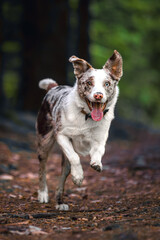Happy Red Merle Border Collie Running Through Forest Toward Camera