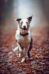 Red Merle Border Collie Walking Toward Camera on Misty Forest Trail