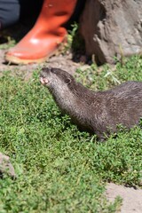 Portrait of an Asian small clawed otter (amblonyx cinerea) in captivity eating a fish