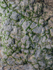 Sea stone texture with seaweed.