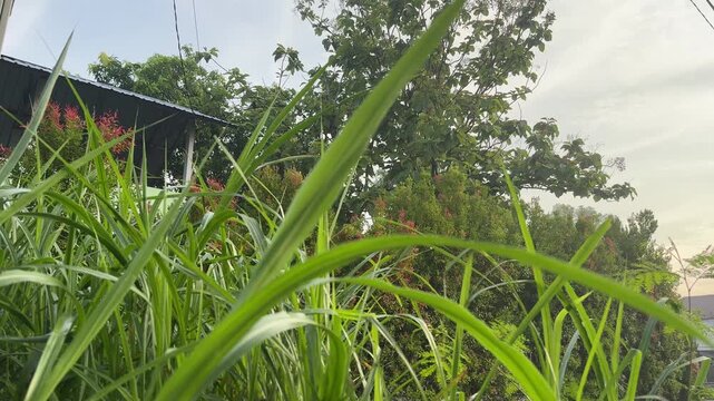 An extreme close-up, low-angle shot focusing intensely on long, vibrant green blades of grass in the immediate foreground. The background is a soft blur of trees, red-flowering bushes, and a small par
