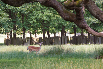 Young Deer Standing in Woodland Clearing