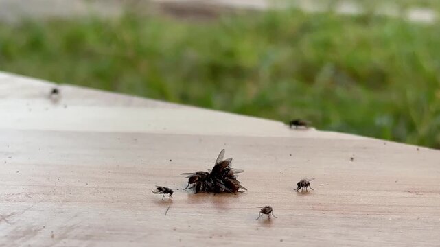 A close-up, outdoor shot of a dense cluster of house flies (or similar species) gathered closely on a clean, light-colored wooden surface or plank. A few individual flies are scattered nearby, with a 