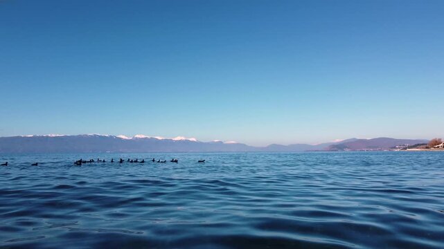 Ducks Gracefully Swim in Lake Ohrid with Majestic Snow-Capped Galicica Mountains in the Background, Macedonia