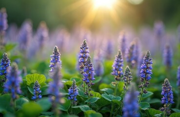 Obraz premium Blue flowers glechoma hederacea grow in meadow field during springtime. Gentle sun rays shine on green leaves. Nature blooms with violet petals.