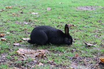 Bunny Rabbit eating grass in a field. Jericho Beach, Vancouver, British Columbia, Canada
