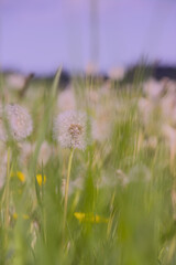 wild flowers in the field