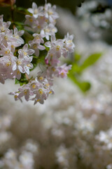 white blossom in spring