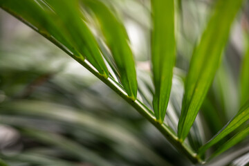 Macro photo of a vibrant green palm leaf in South Spain, perfect for illustrating nature, freshness, and botanical themes in eco-friendly or travel-related projects.