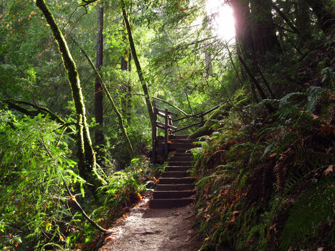 Lush Forest Hiking Trail Stairs