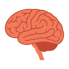 Human brain anatomy vector illustration
