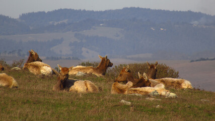 Female Elk Laying on a Hill