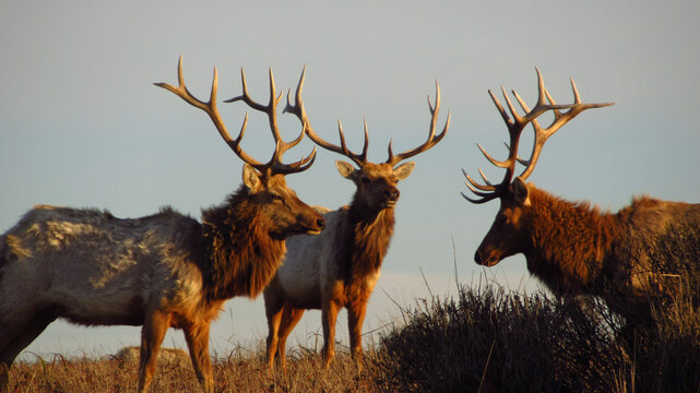 Male Tule Elk Standing Together