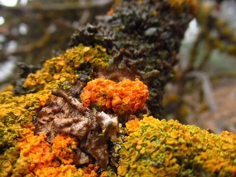 Colorful Orange Lichen Blob on a Tree Branch