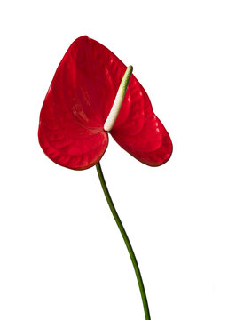 Red Flamingo flower in bloom isolated on a white background