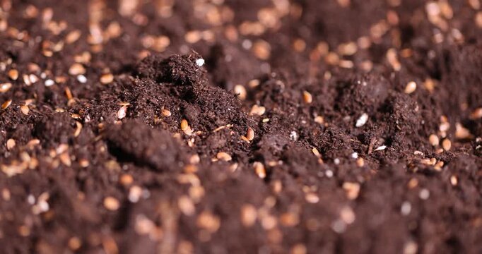 the details of soil with the addition of ripe flax seeds to obtain a new crop, a large number of small brown flax seeds scattered on brown soil in the field to harvest flax for industrial use