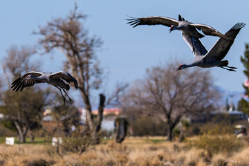 Obraz premium Sandhill cranes (antigone canadensis) taking flight at their winter home near Wilcox AZ
