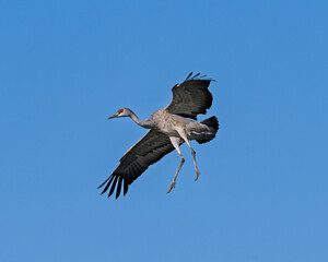 Obraz premium Sandhill cranes (antigone canadensis) taking flight at their winter home near Wilcox AZ