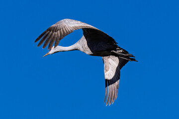 Obraz premium Sandhill cranes (antigone canadensis) taking flight at their winter home near Wilcox AZ