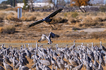 Obraz premium Sandhill cranes (antigone canadensis) taking flight at their winter home near Wilcox AZ