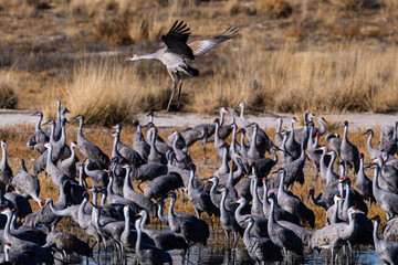 Obraz premium Sandhill cranes (antigone canadensis) taking flight at their winter home near Wilcox AZ
