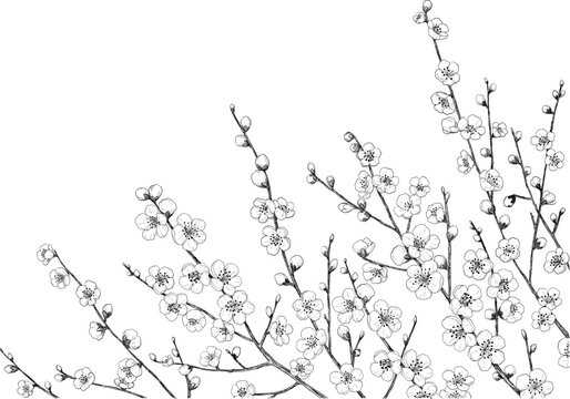 たくさんの梅の枝の手描きペン画