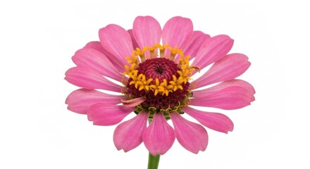 Obraz premium Close-up of a single, vibrant pink zinnia flower, centered against a white background.
