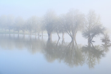 Winter bare trees stand as a background in flood water reflecting in the mist