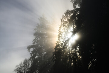 Shafts of sunlight bust through tree into misty sky forming sunbeams