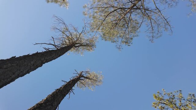 Low Angle Rotation of Towering Ponderosa Pines Against Blue Sky