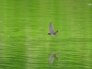 グリーンの水面をバックに高速で飛ぶツバメ幼鳥の飛翔シーン
