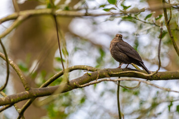 bird on a branch