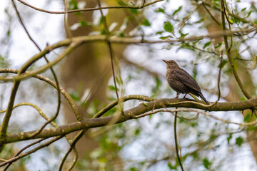 bird on a branch