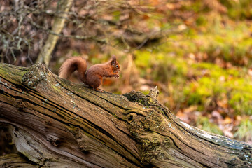 squirrel on a tree